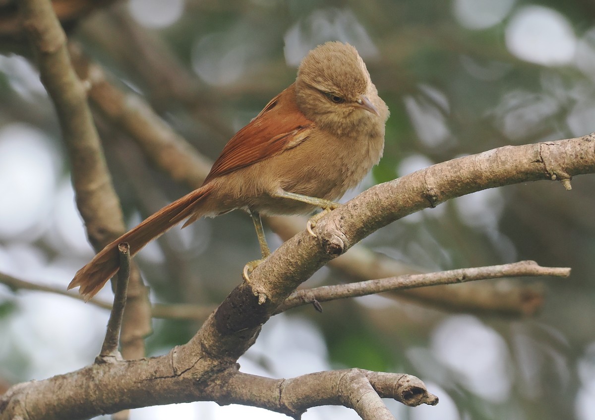 Colasuave Sencillo - ML646371416