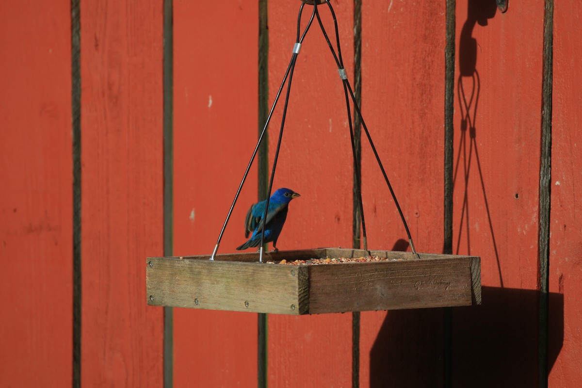 Azulillo Índigo - ML646371417