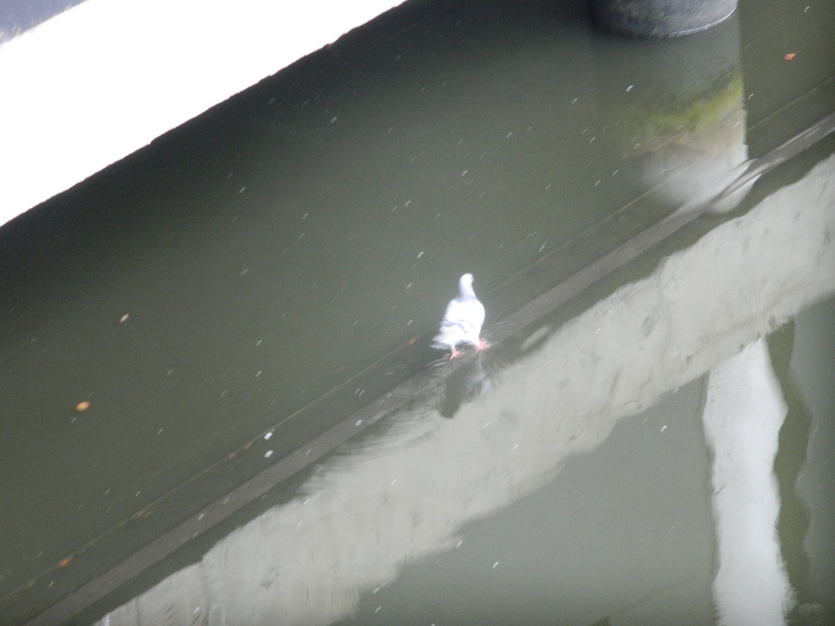 Paloma Bravía (variedad doméstica) - ML646371418