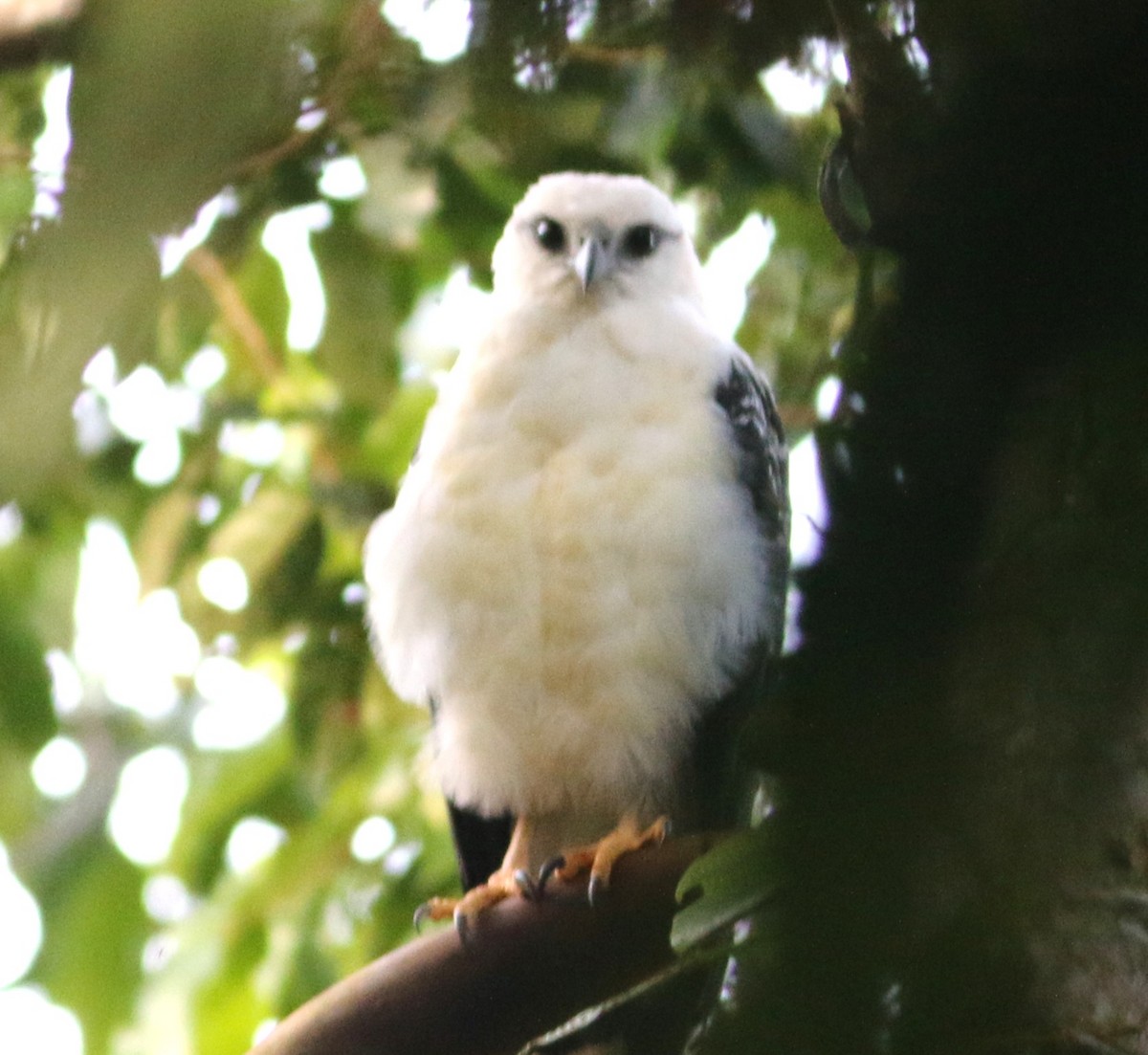 Busardo Blanco - ML646371419