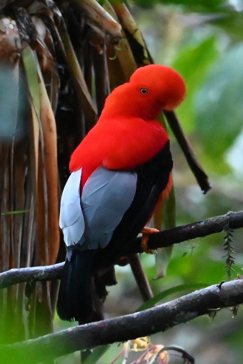 Gallito de las Rocas Peruano - ML646371420