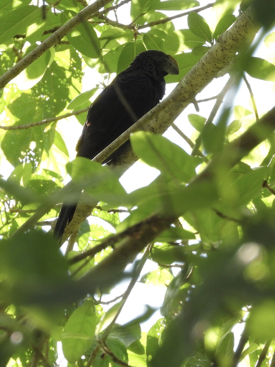 Garrapatero Aní - ML646371421