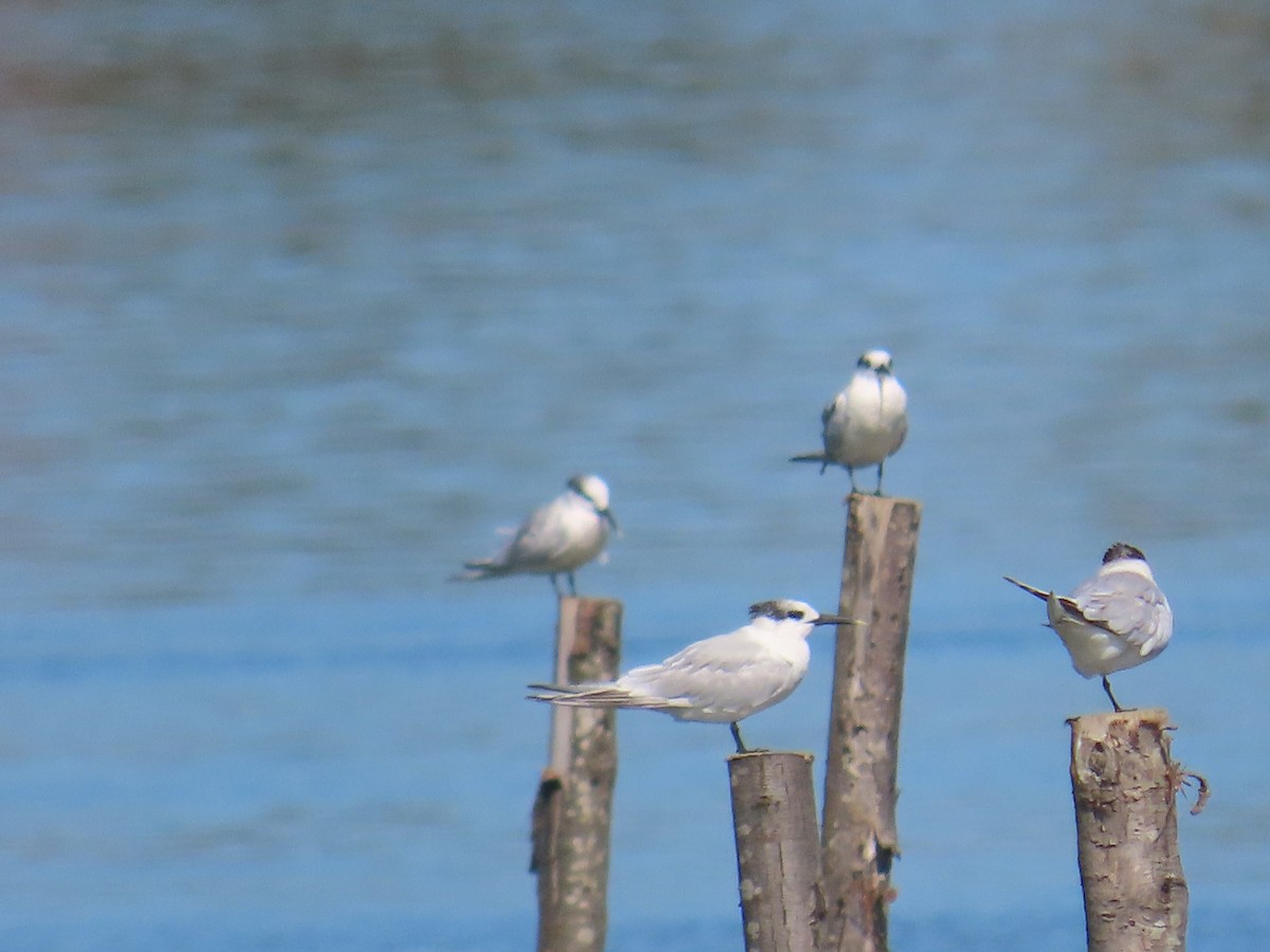 Charrán Patinegro - ML646371425