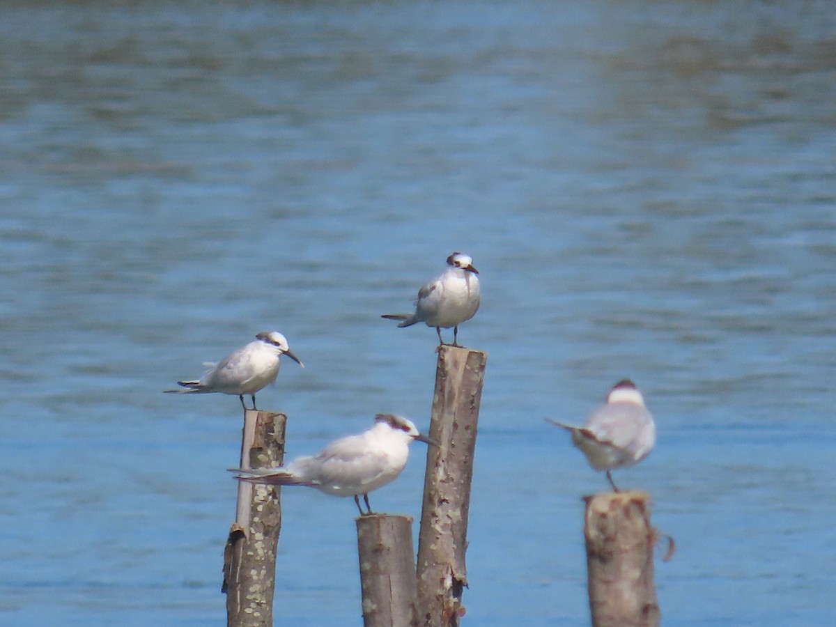 Charrán Patinegro - ML646371426