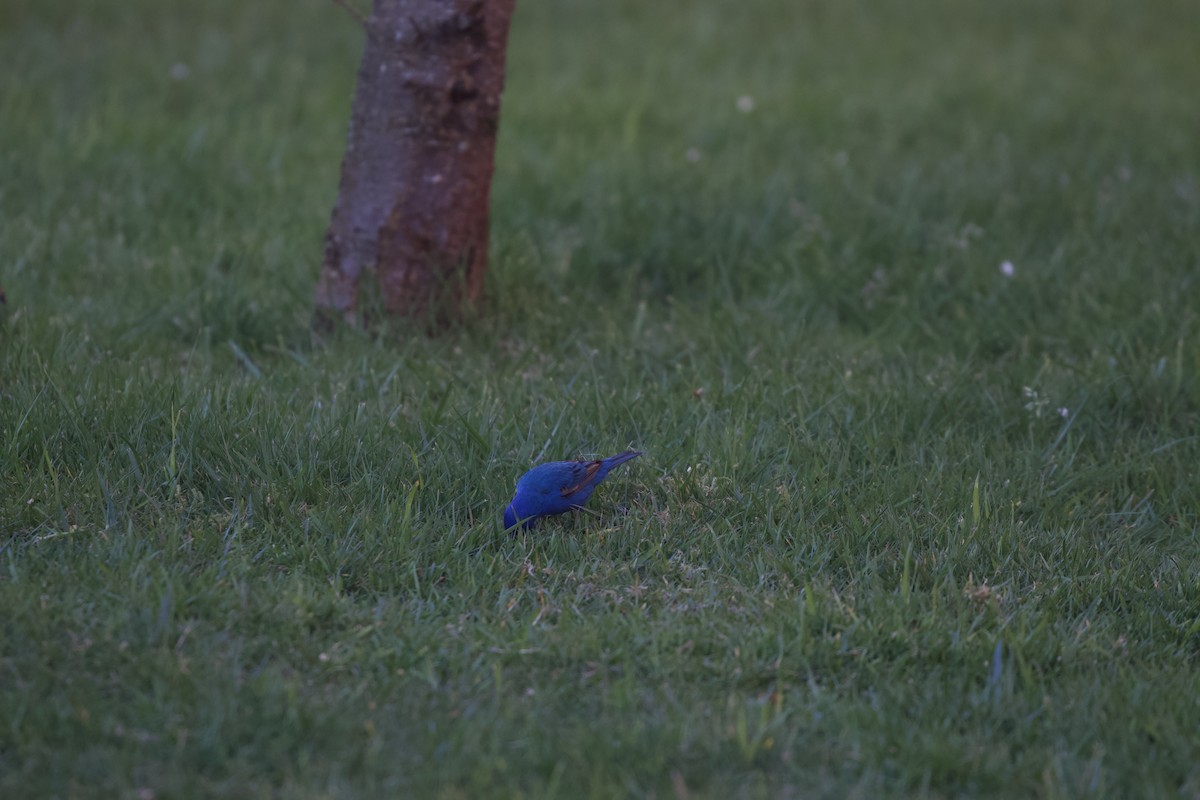Indigo Bunting - ML646371427