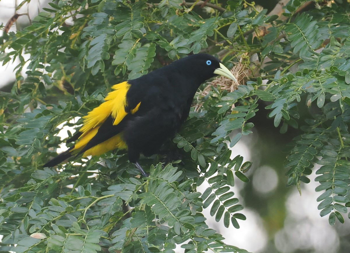 Cacique Lomiamarillo (Coliamarillo) - ML646371428