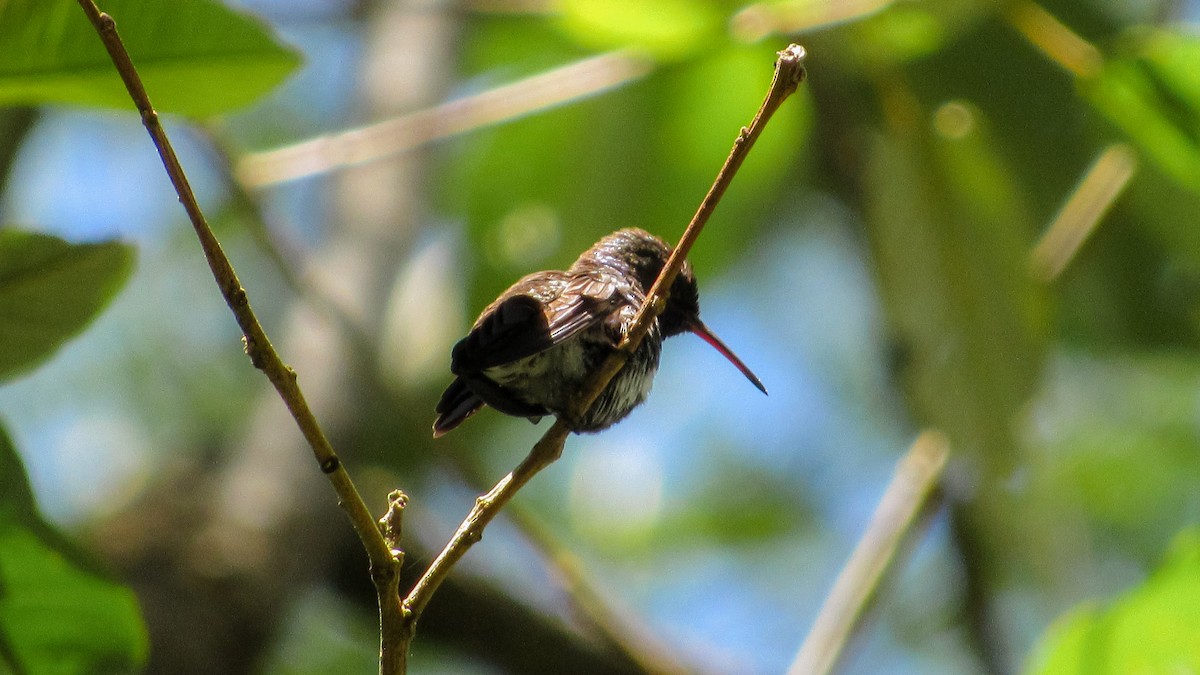 Amazilia Zafirina - ML646371429