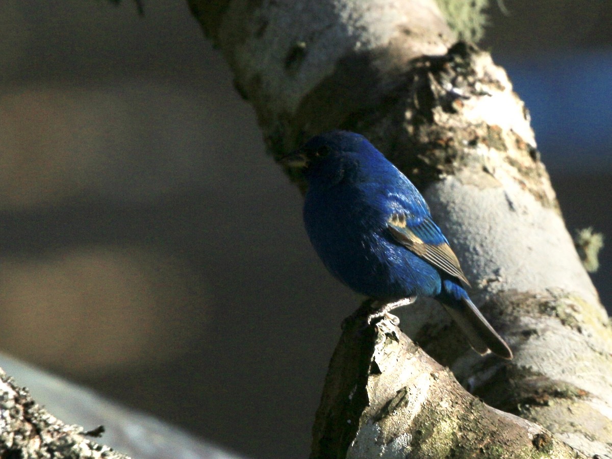 Azulillo Índigo - ML646371430