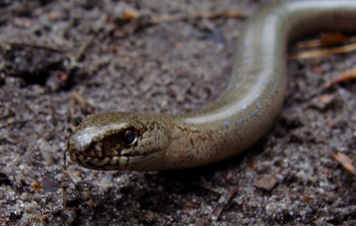 Common Slowworm - ML646371431