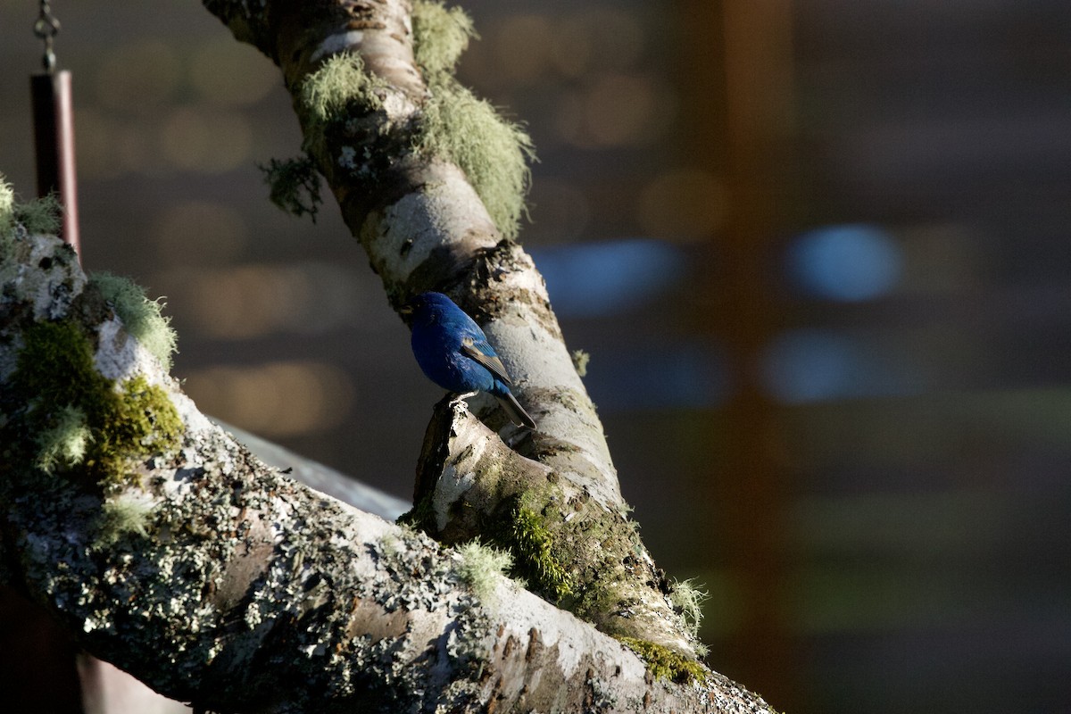 Indigo Bunting - ML646371432