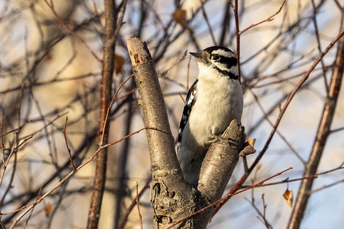 Pico Pubescente - ML646371434