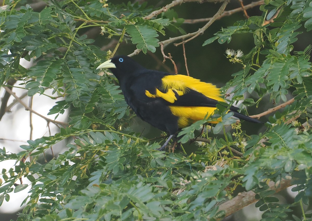 Cacique Lomiamarillo (Coliamarillo) - ML646371435