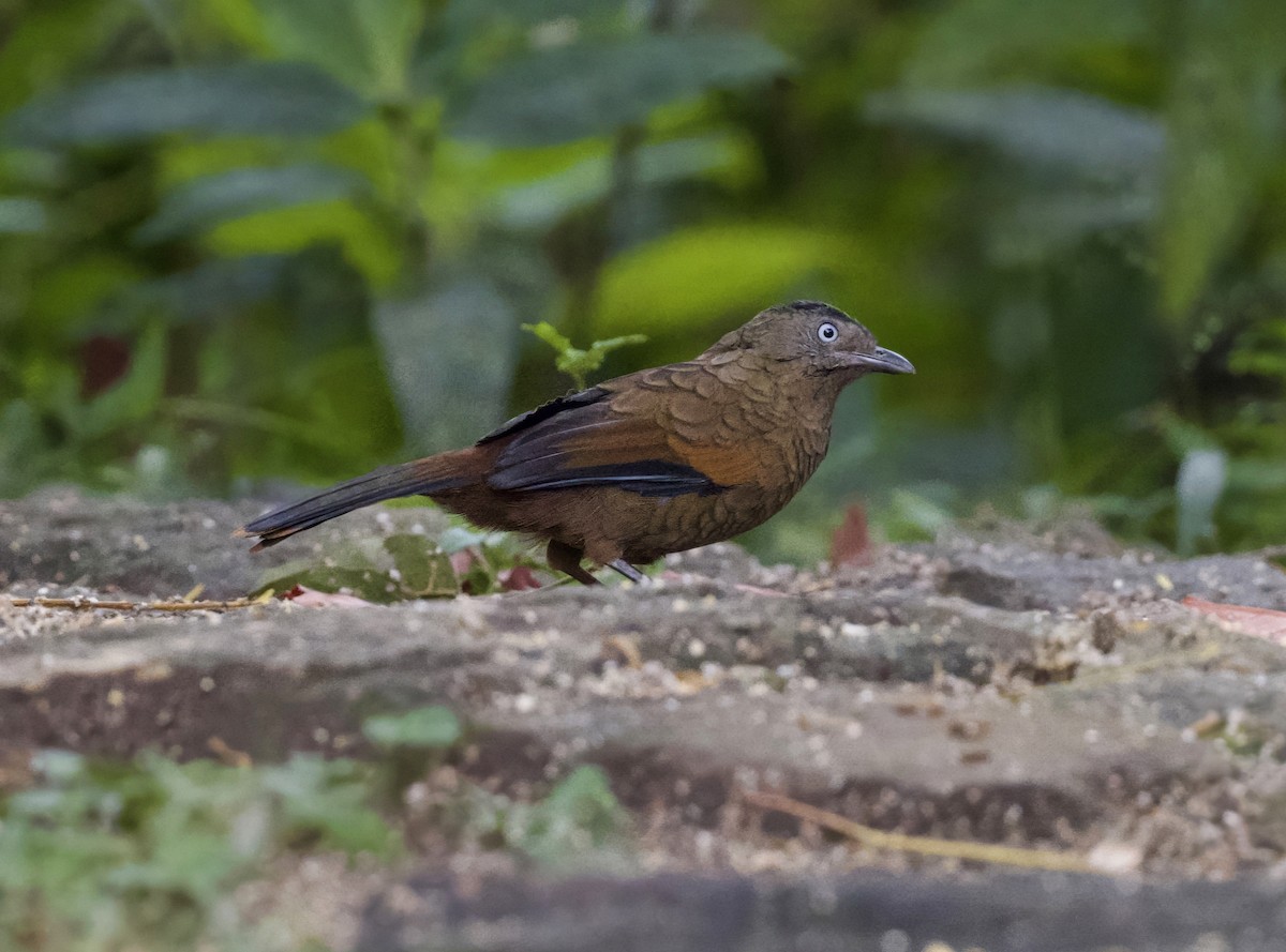 Charlatán Aliazul - ML646371436