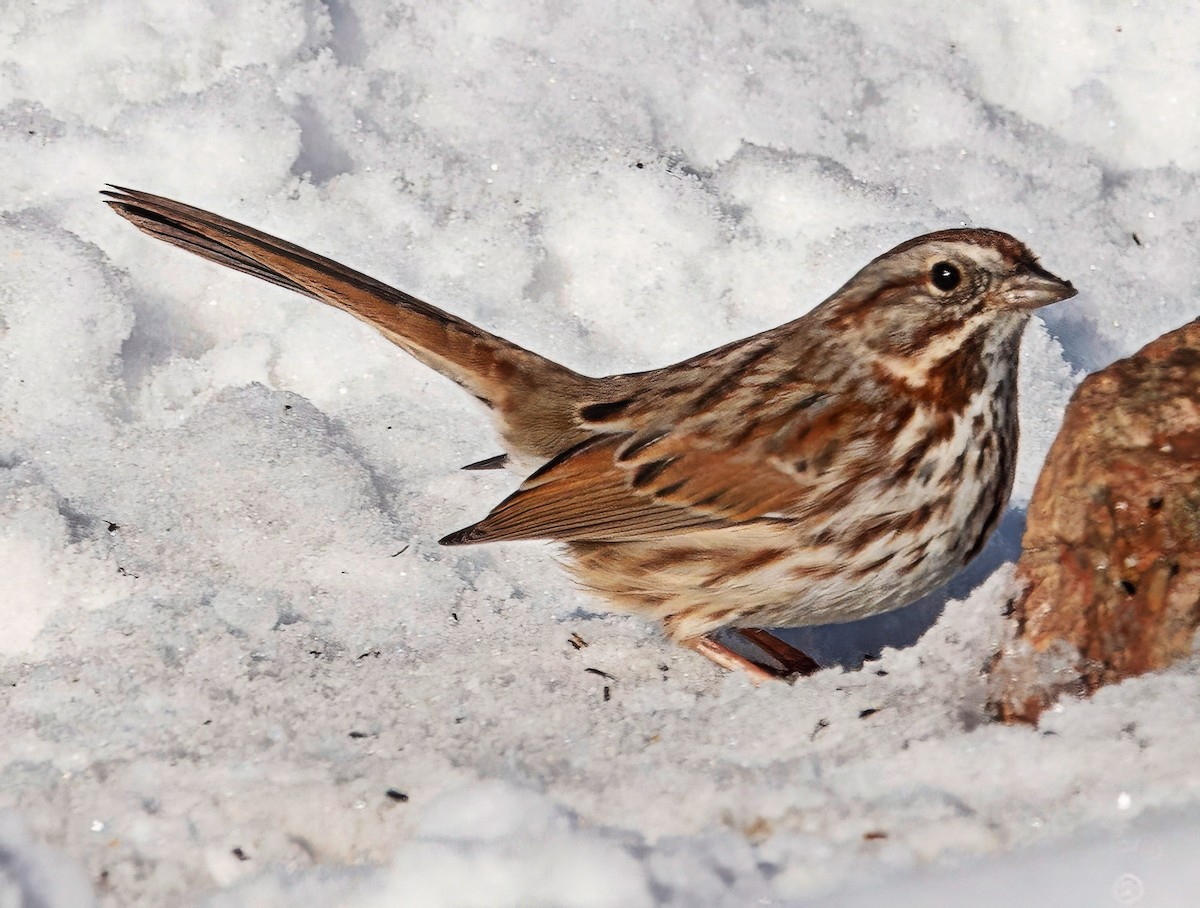 Chingolo Cantor - ML646371437