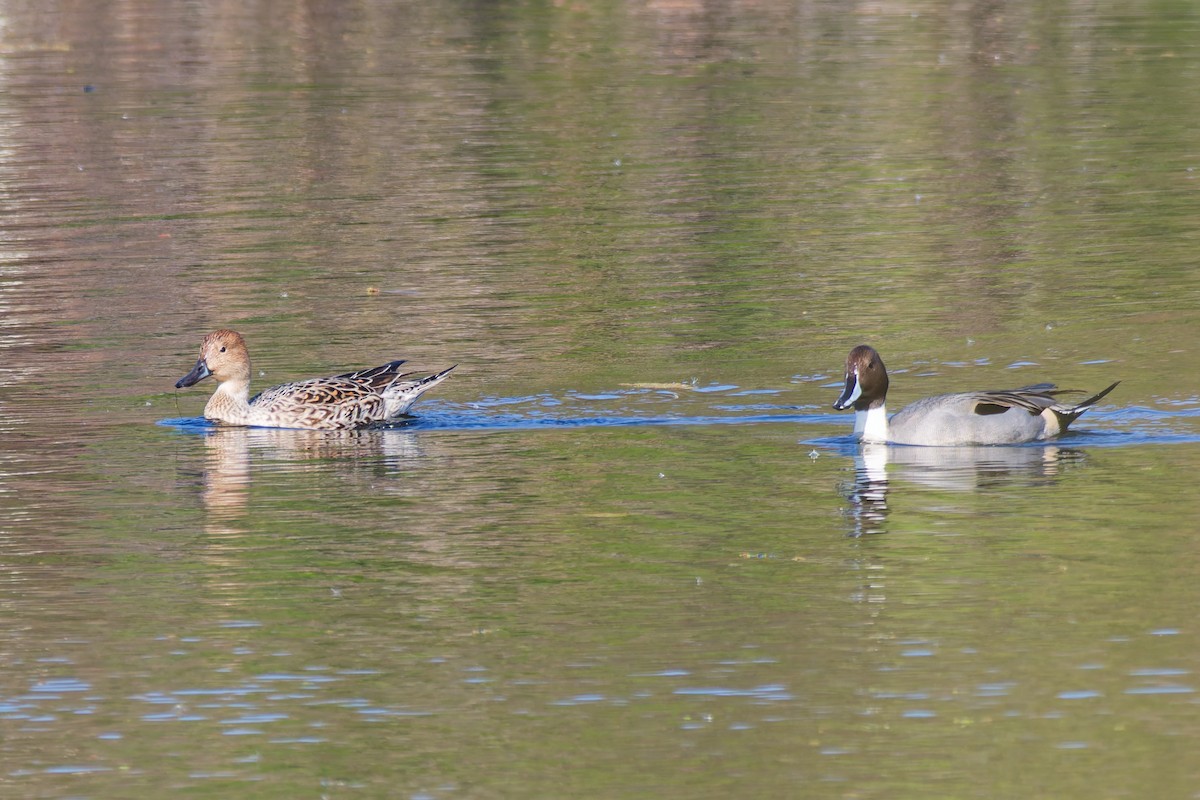 Ánade Rabudo - ML646371438