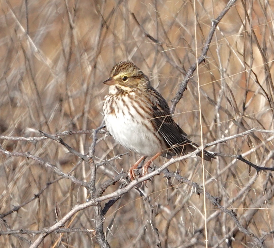 Savannah Sparrow - ML646371439