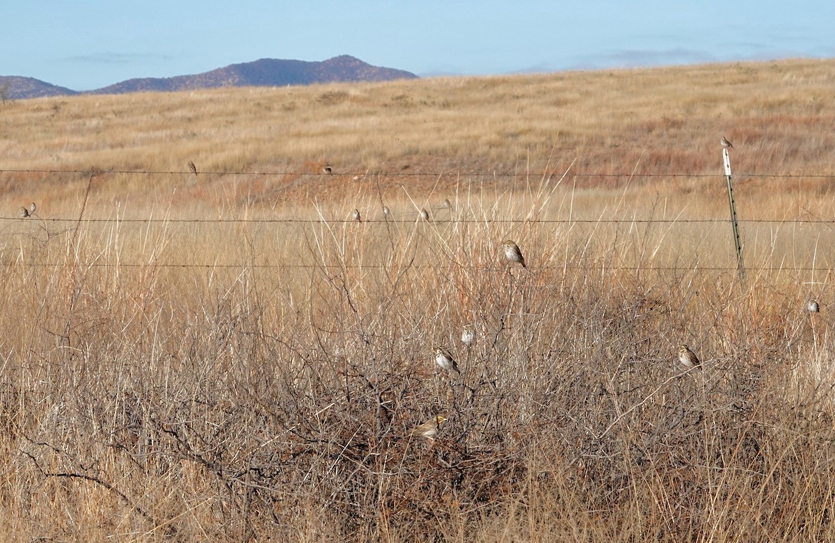 Savannah Sparrow - ML646371440