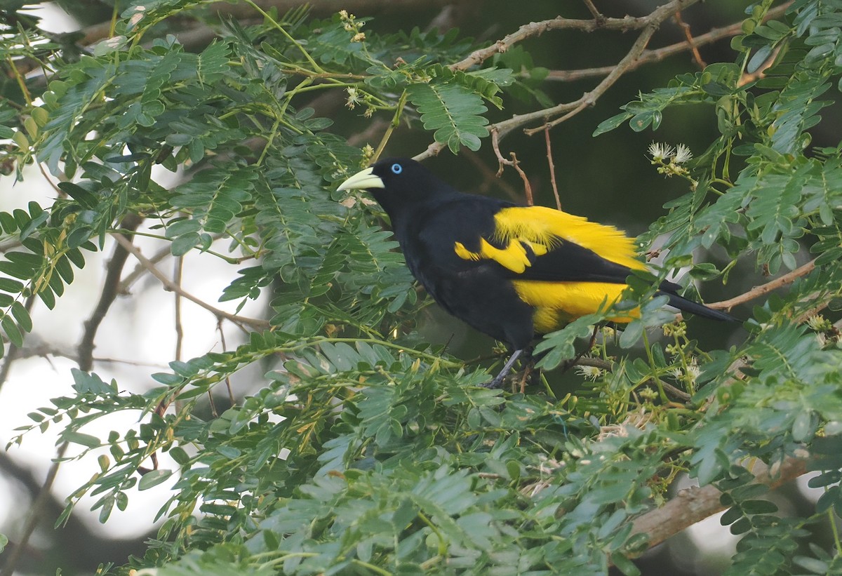 Yellow-rumped Cacique (Amazonian) - ML646371441