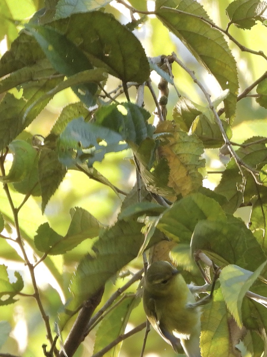 Vireo de Filadelfia - ML646371442