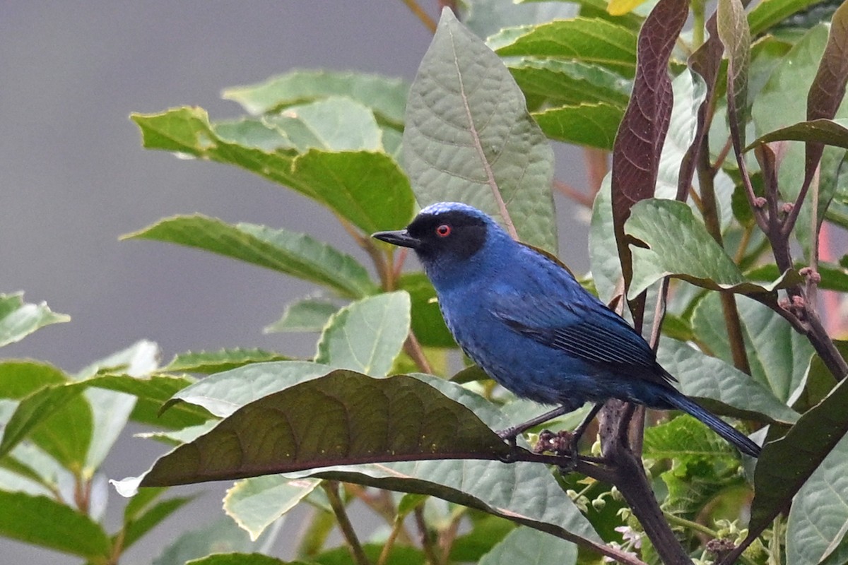 Masked Flowerpiercer - ML646371445