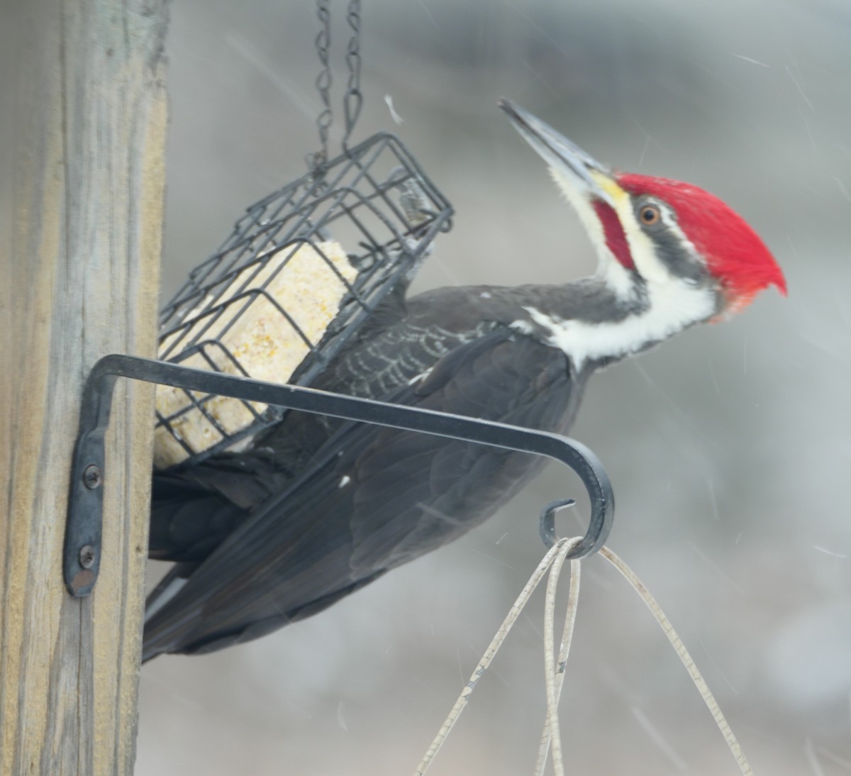Pileated Woodpecker - ML646371447