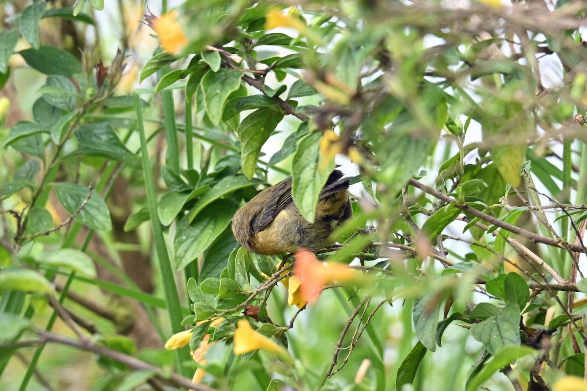 Pinchaflor Flanquiblanco - ML646371448