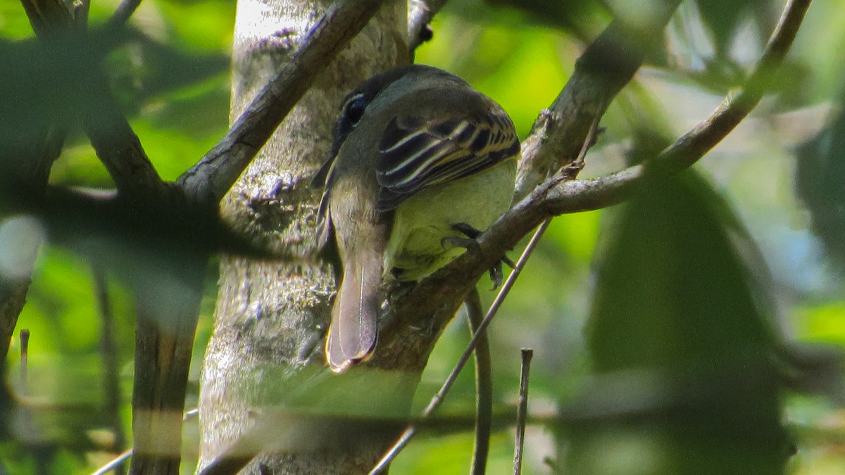 White-winged Becard - ML646371449