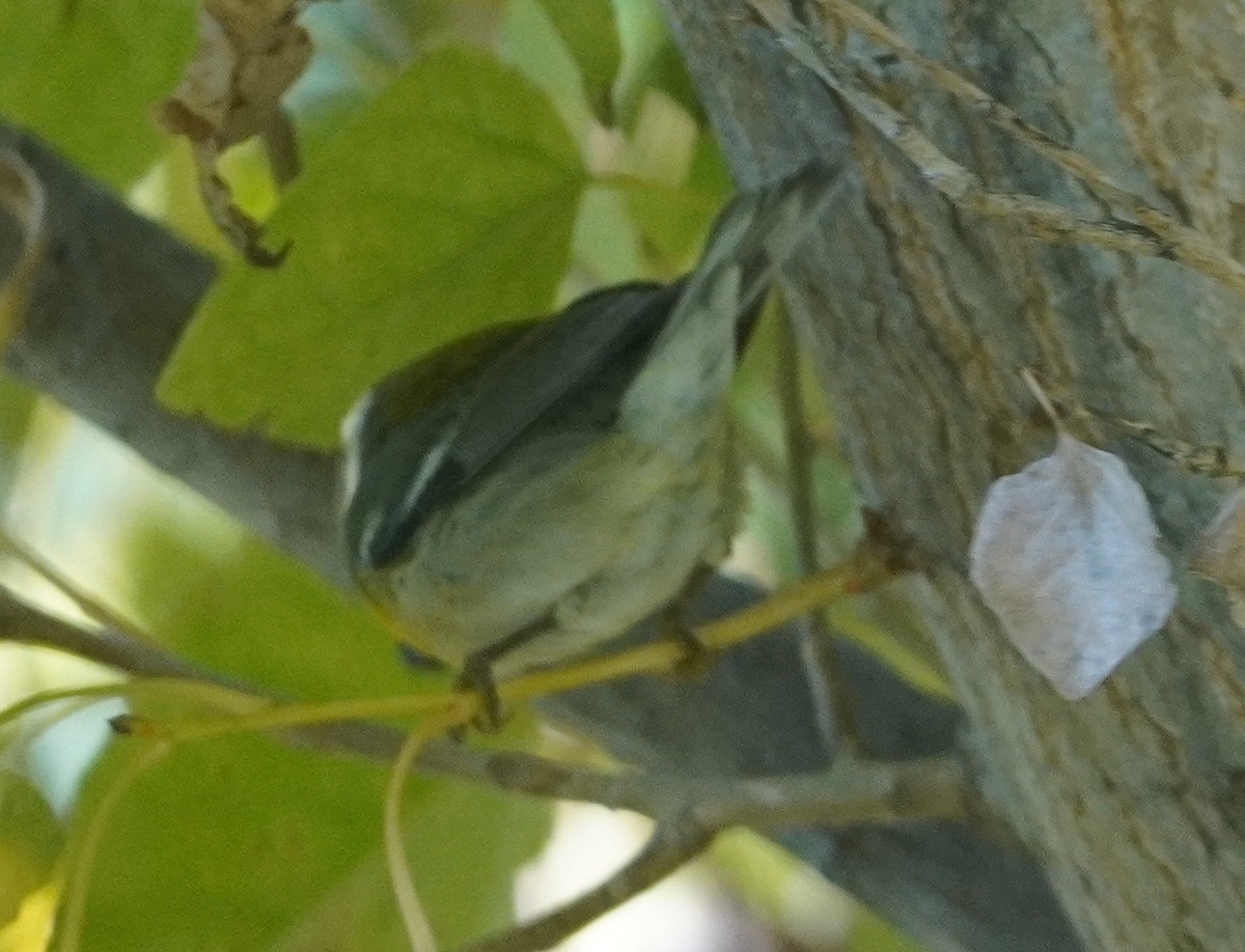 Northern Parula - ML646371450