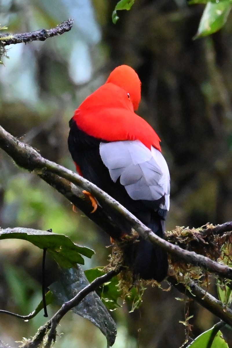 Andean Cock-of-the-rock - ML646371451