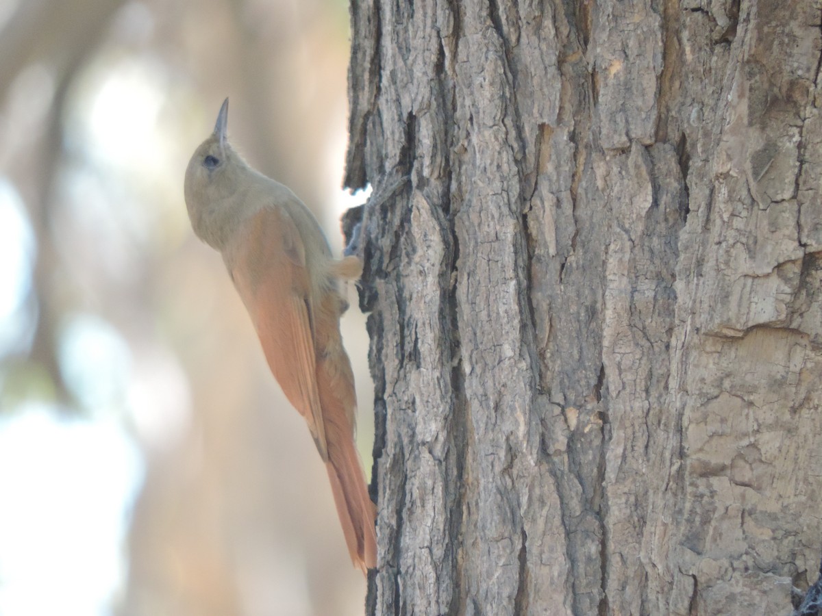 Olivaceous Woodcreeper - ML646371452