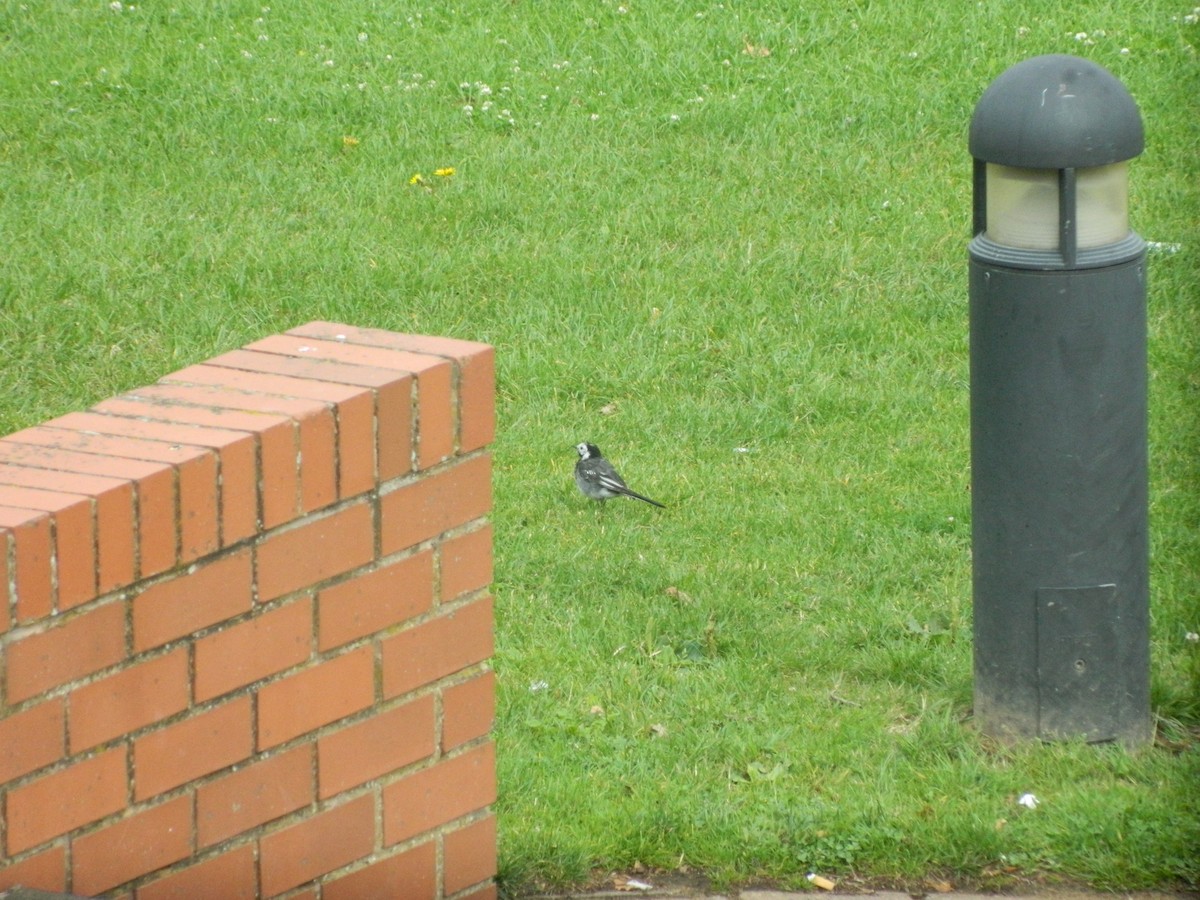 White Wagtail (British) - ML646371454