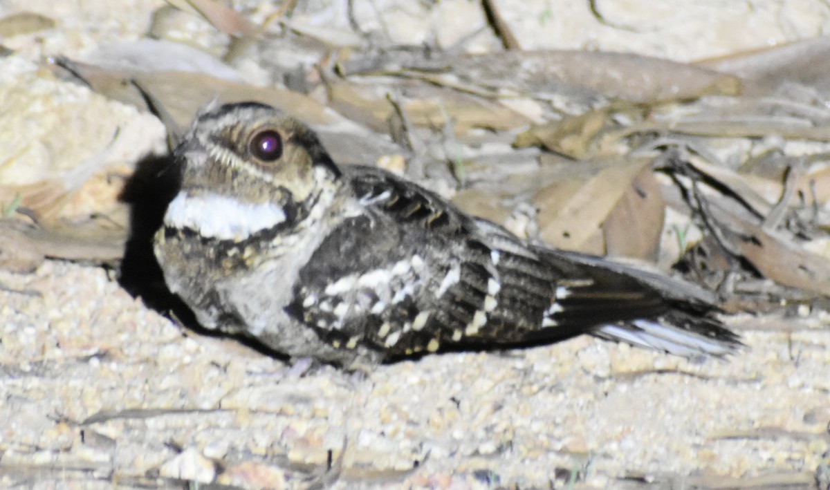 Large-tailed Nightjar - ML646371455