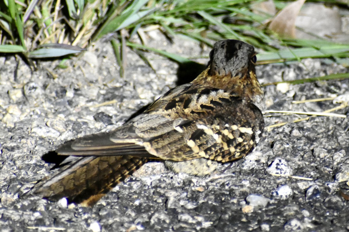 Large-tailed Nightjar - ML646371456