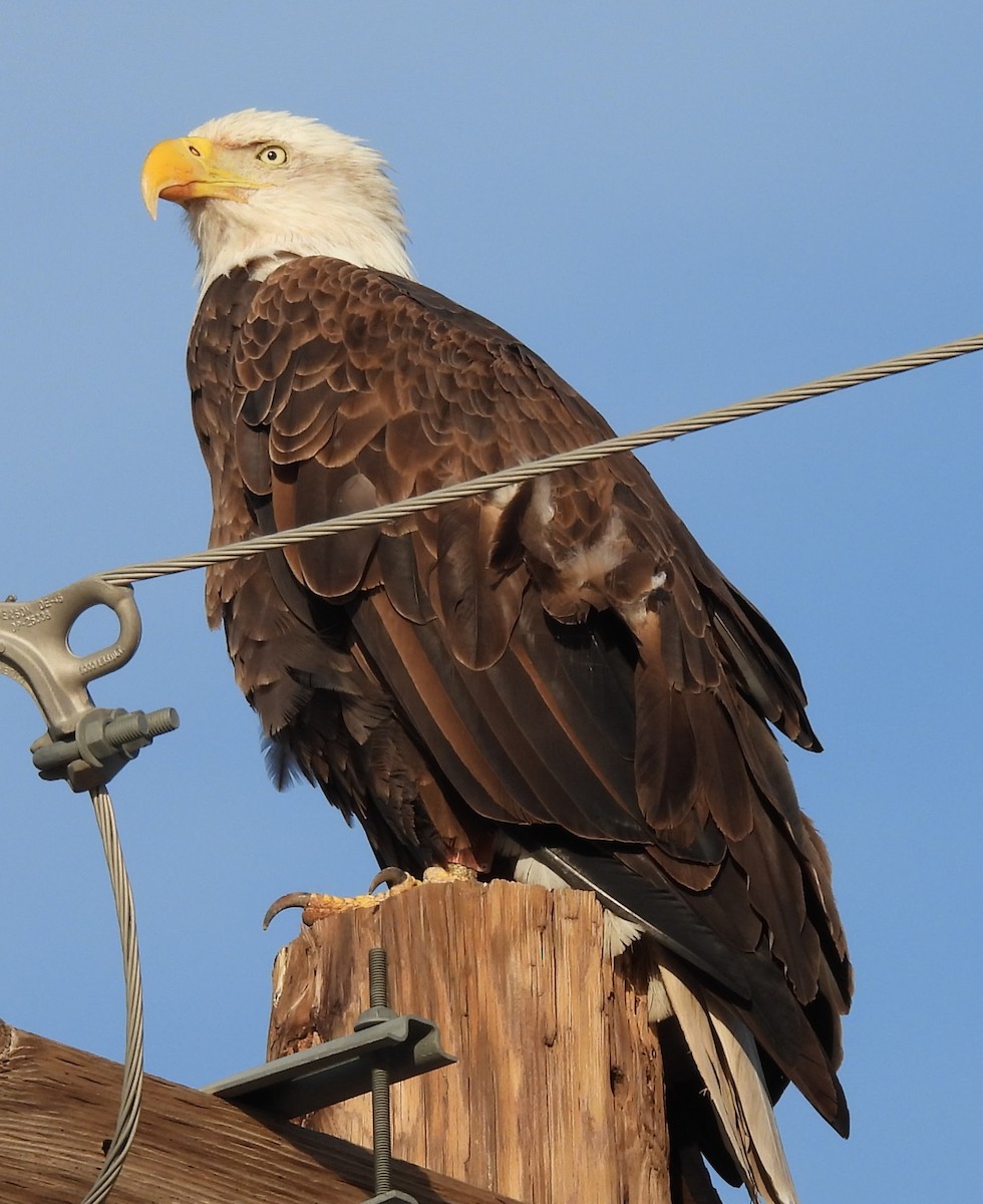 Bald Eagle - ML646371465