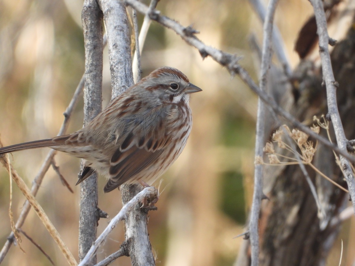 Song Sparrow - ML646371466