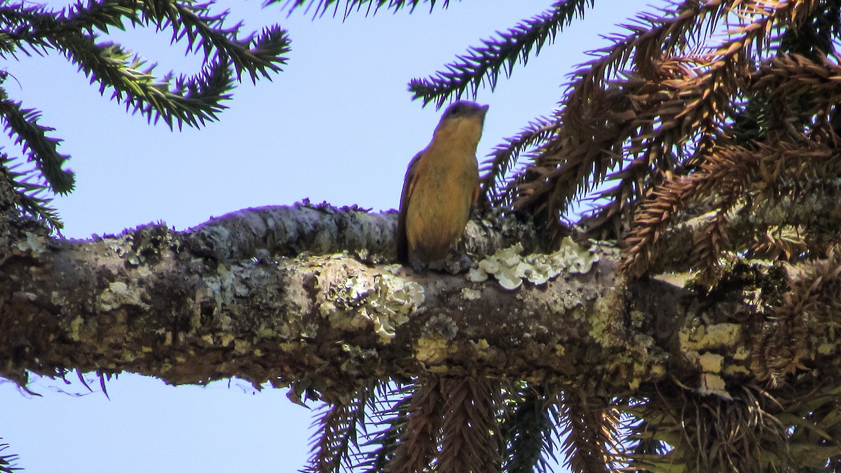 Crested Becard - ML646371467