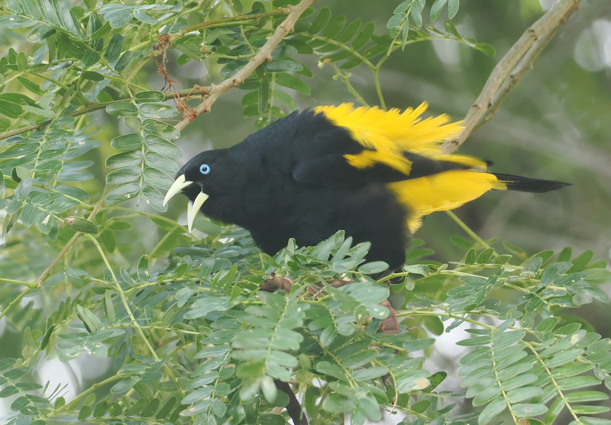 Yellow-rumped Cacique (Amazonian) - ML646371475