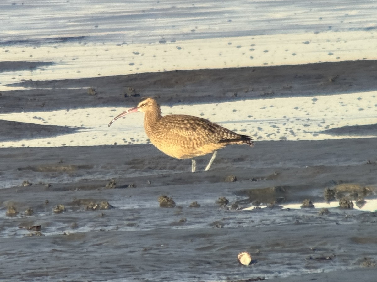 Hudsonian Whimbrel - ML646371476