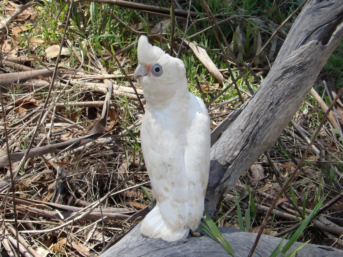 Little Corella - ML646371477