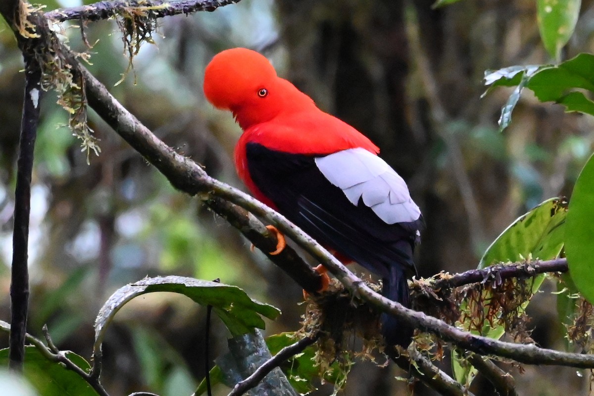 Andean Cock-of-the-rock - ML646371482