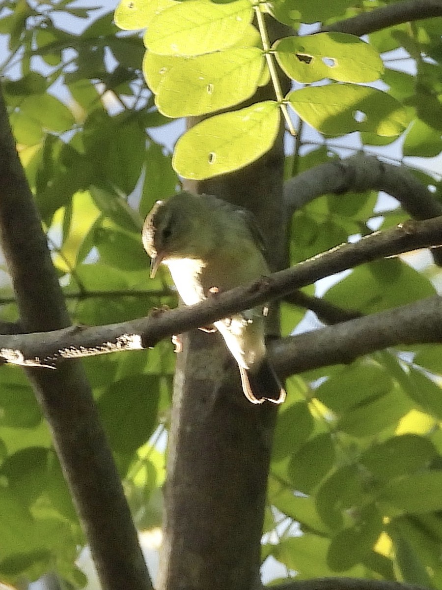 Bireo filadelfiarra - ML646371489