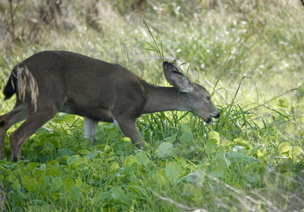 Animals - ML646371490