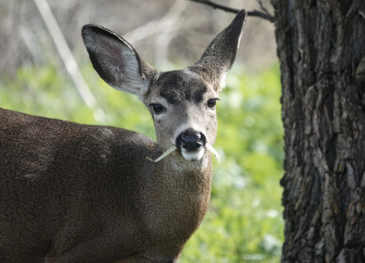 Animals - ML646371491