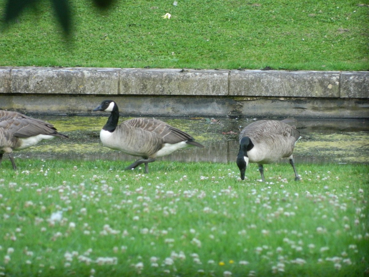 Barnacla Canadiense Grande - ML646371492