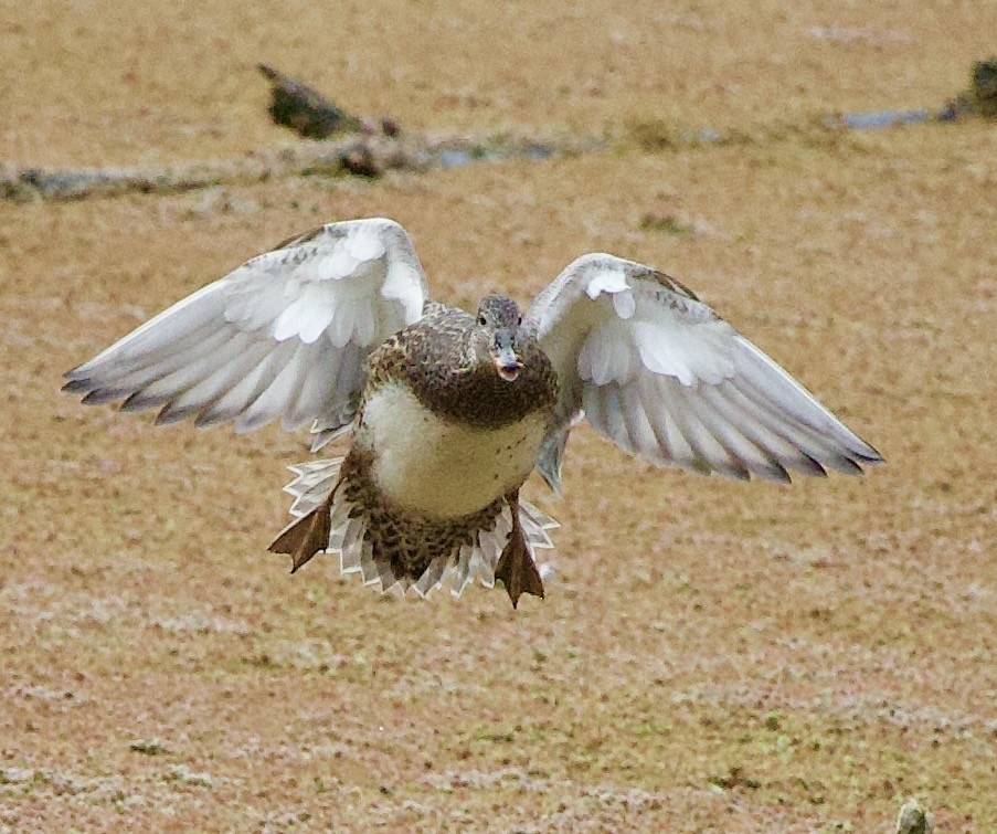 オカヨシガモ - ML646371493