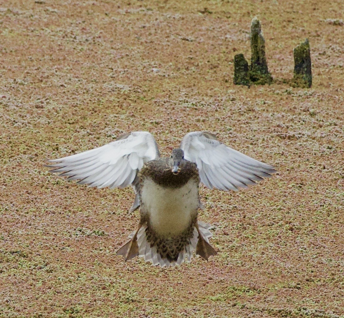 オカヨシガモ - ML646371494