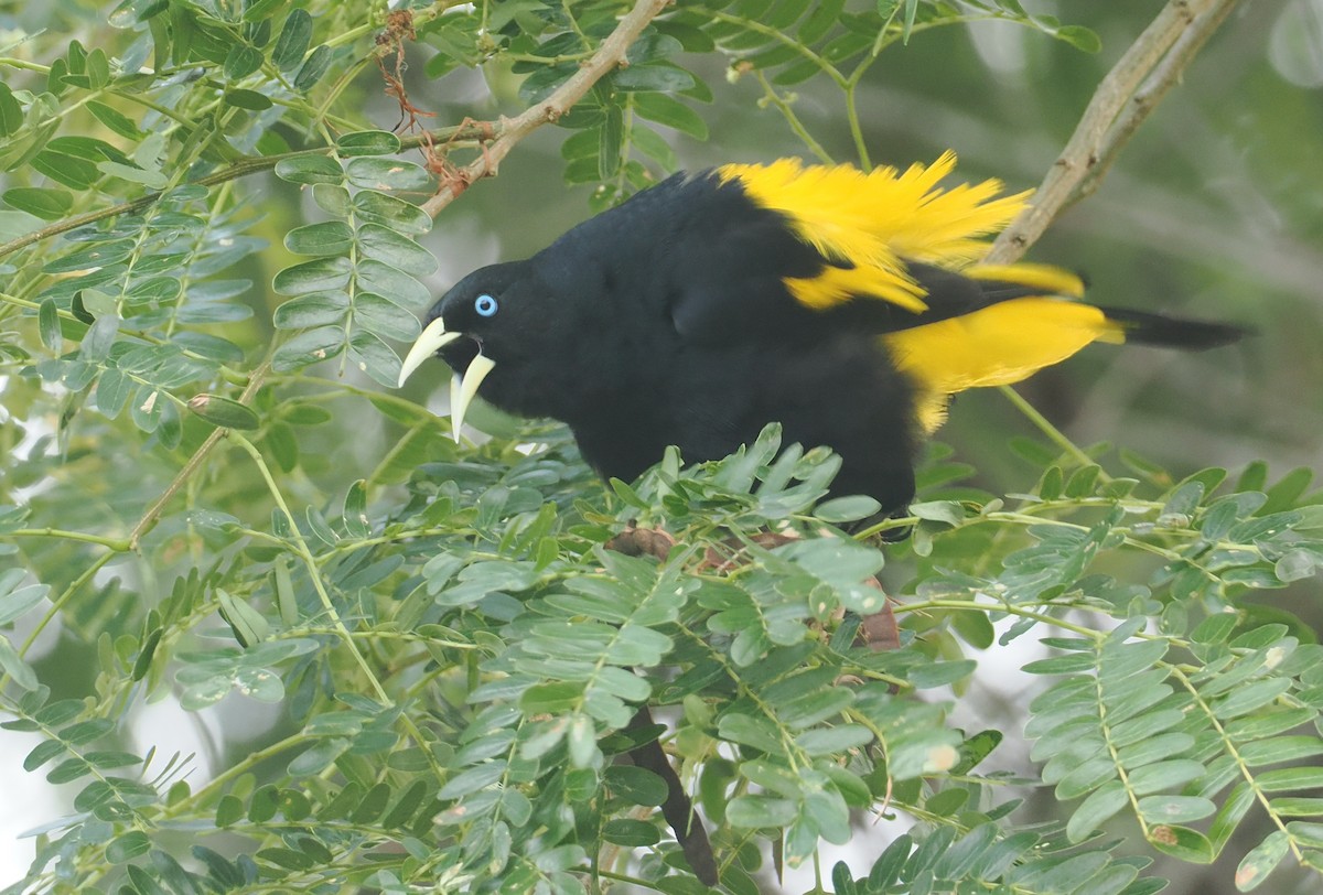 Yellow-rumped Cacique (Amazonian) - ML646371495