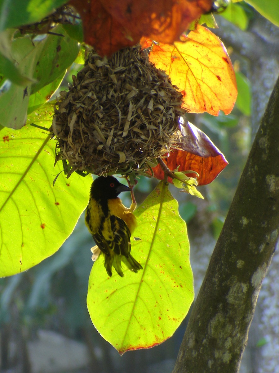 snovač zahradní - ML646371496