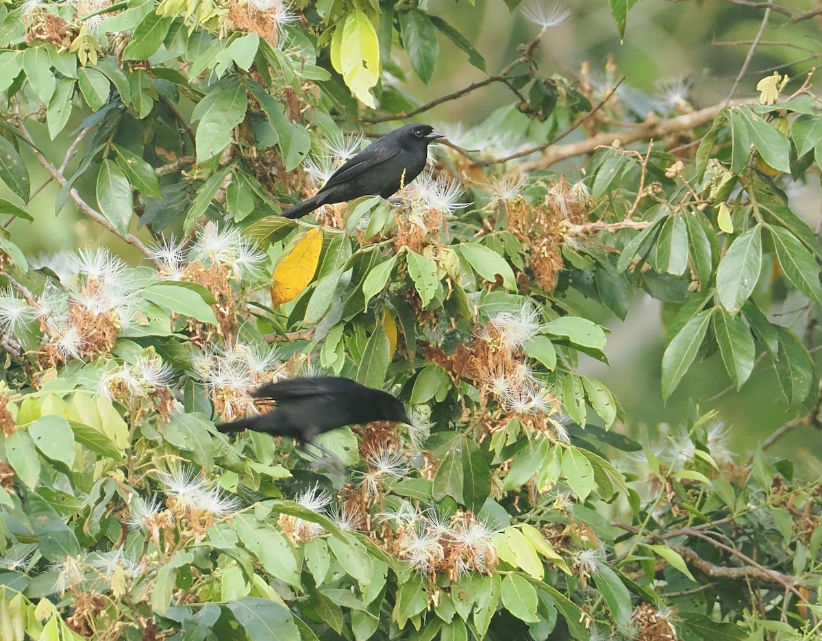 Velvet-fronted Grackle - ML646371498