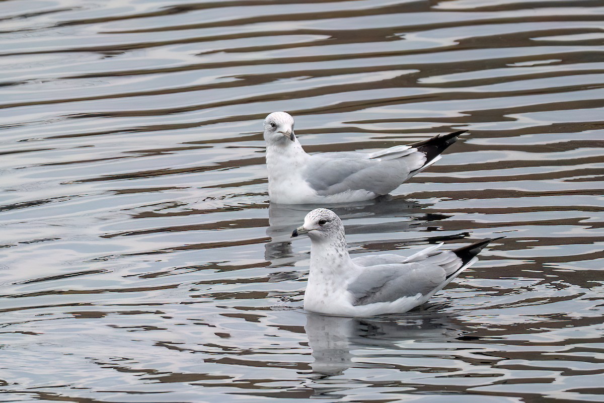 Мартин делаверський - ML646371499